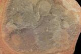 Fossil Jellyfish (Octomedusa) Cluster In Ironstone - Illinois #120983-1